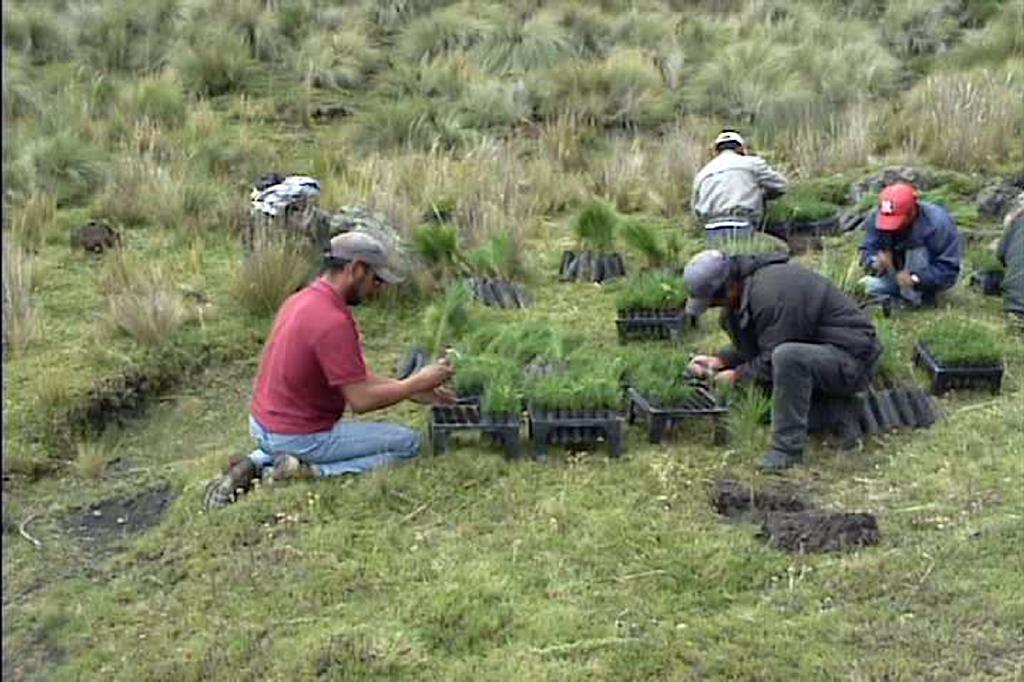 Reforestration Project